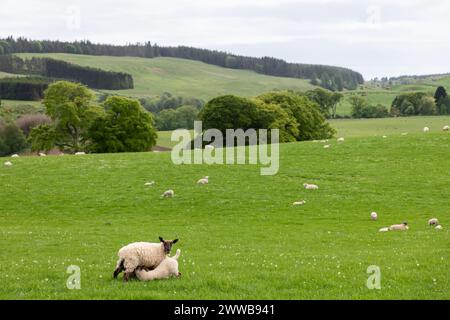 Dieses Hirtenfoto zeigt ein Lämmchen von seiner Mutter unter verstreuten Herden auf einer lebendigen schottischen Wiese Stockfoto