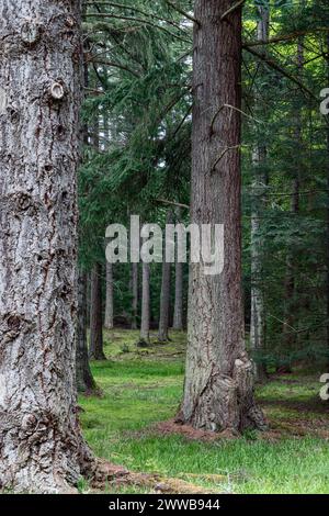 Rauhborkige Baumstämme erheben sich in Schichten über grünem Moos und Gras im Abernethy Forest, Schottland, und bilden eine schattige Waldlandschaft. Stockfoto