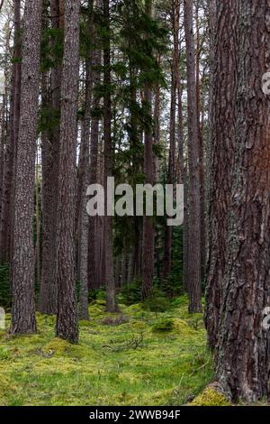 Hohe, aufrechte Kieferstämme erheben sich aus einem Teppich aus grünem Moos in einem schottischen Nadelwald und schaffen eine geschichtete vertikale Waldszene. Stockfoto