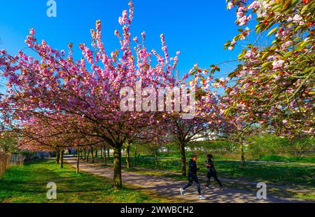 Kirschblüte in Berlin, Bornholmer Brücke Stockfoto