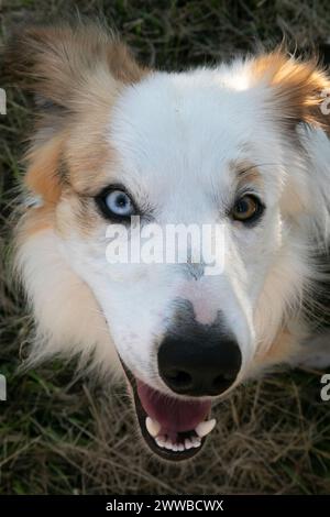 Vairon-Eyed Border Collie überqueren australischen Schäferhund aus nächster Nähe. Stockfoto