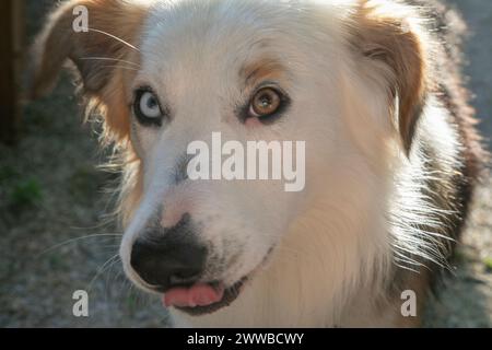 Border Collie Cross australischer Schäferhund aus nächster Nähe, Vorderansicht. Stockfoto