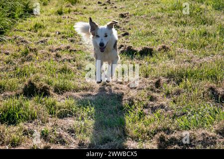 Border Collie Cross australischer Schäferhund, der mit dem Gesicht nach vorne läuft. Stockfoto