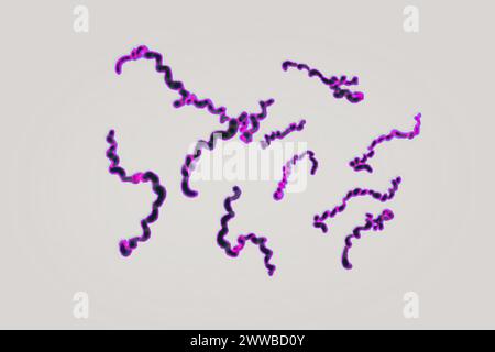 Borrelien - pathogene Bakterien (Spirochaetota) verantwortlich für Lyme-Borreliose, (Borrelia burgdorferi, Borrelia spielmanii. Stockfoto