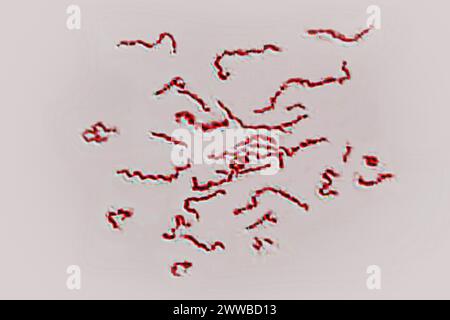 Borrelien - pathogene Bakterien (Spirochaetota) verantwortlich für Lyme-Borreliose, (Borrelia burgdorferi, Borrelia spielmanii. Stockfoto