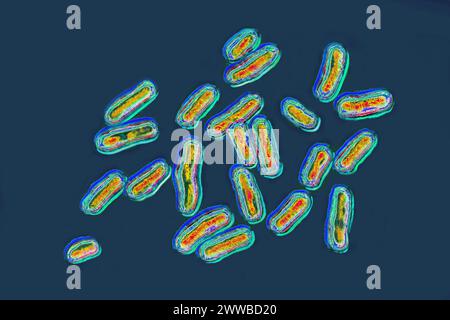 Salmonellen sind die Bakterien, die für die Salmonellose verantwortlich sind, eine sehr weit verbreitete lebensmittelbedingte Krankheit. Stockfoto