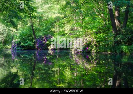 Reflexionen in einem Teich in Tiergarten, Berlin Stockfoto