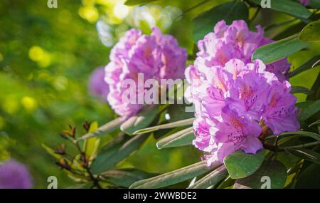 Blühende Rhododendronbüsche in Tiergarten, Berlin Stockfoto