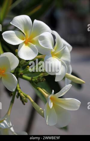 Frangipani-Blüten Stockfoto