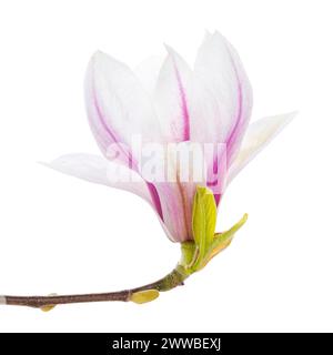 Nahaufnahme von Magnolienzweig mit blühender Blume. Isoliert auf weißem Hintergrund. Stockfoto