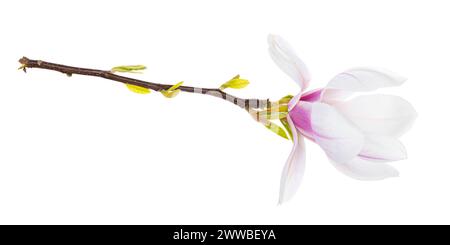 Nahaufnahme von Magnolienzweig mit blühender Blume. Isoliert auf weißem Hintergrund. Stockfoto
