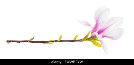 Nahaufnahme von Magnolienzweig mit blühender Blume. Isoliert auf weißem Hintergrund. Stockfoto