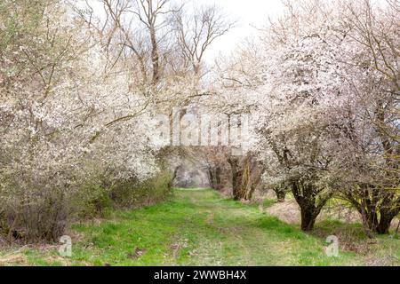 Kirschblüten auf einem Waldweg Stockfoto