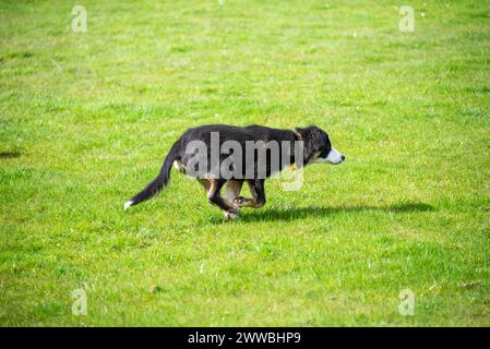 Ein kleiner Dreikolorit grenzt Collie-Welpe draußen auf einem Feld in der Frühlingssonne Stockfoto