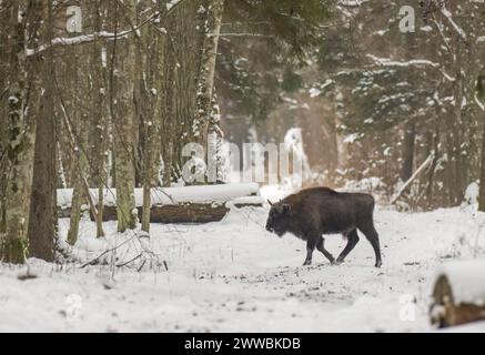 Freiwertiges europäisches Bison-männliches Kalb im Winterwald, Bialowieza-Wald, Polen, Europa Stockfoto