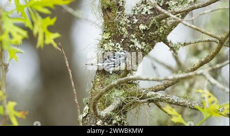 Mniotilta varia ist eine Art der New World Warbler, die im Norden und Osten Nordamerikas und im Winter in Florida brütet Stockfoto