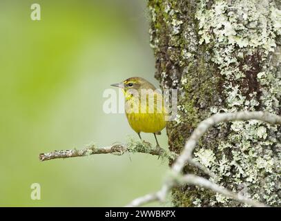 Männlich braun und gelb mit rotem Mohawk Palmenbaum - Setophaga palmarum hypochrysea - hoch auf truthahneiche - Quercus laevis - Seitenprofil Ansicht Stockfoto