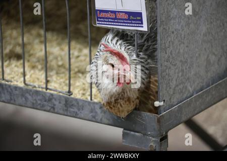 Sydney, Australien. Samstag, 23. März 2024. Die Sydney Royal Easter Show findet vom 22. März bis 2. April 2024 im Sydney Olympic Park statt. Kredit: RM/Alamy Live News Stockfoto