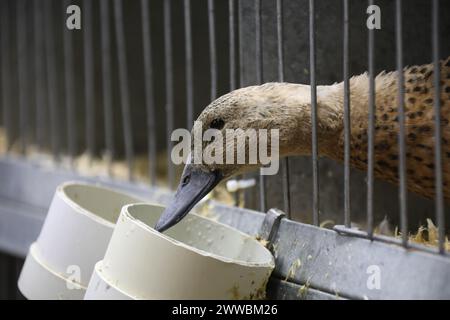 Sydney, Australien. Samstag, 23. März 2024. Die Sydney Royal Easter Show findet vom 22. März bis 2. April 2024 im Sydney Olympic Park statt. Kredit: RM/Alamy Live News Stockfoto