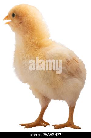 Helles Orpington Chicken Chick macht Lärm, während es in einem Studio aufgenommen wurde. Stockfoto