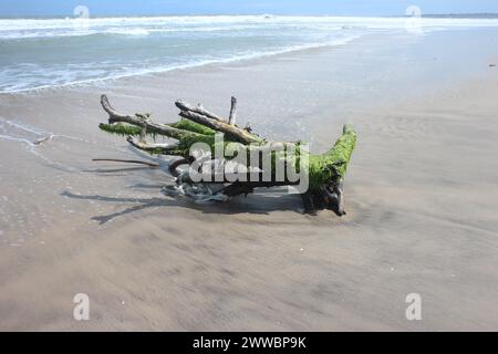 Ein Treibholz am Strand bedeckt mit Moos und fing etwas Müll Stockfoto