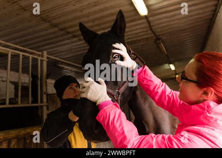 Pferdearzt untersucht das Auge des Schwarzen Pferdes. Tierärztliche Routine. Gesundheitswesen Stockfoto