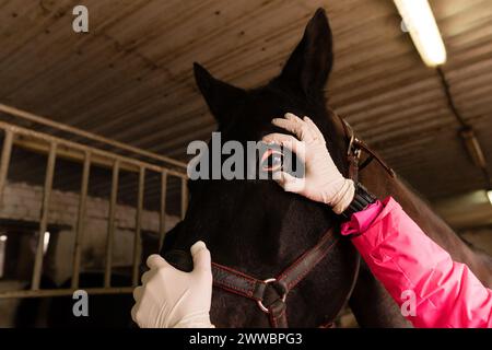 Pferdearzt untersucht das Auge des Schwarzen Pferdes. Tierärztliche Routine. Gesundheitswesen Stockfoto