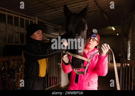 Tierärztliche Untersuchung des Pferdemundes mit Zahnspekulum. Einfacher Gähner für Pferde. Mundknebel Stockfoto