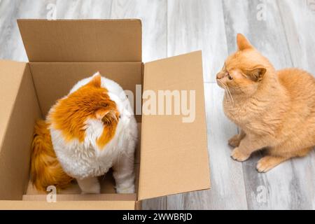 Katze versteckt sich in einer Kiste vor einer anderen Katze. Zwei Katzen, die Verstecken spielen Stockfoto