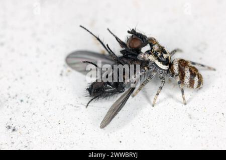 Eine springende Spinne (Salticus scenicus) mit einer gejagten Fliege auf der Fensterbank. Stockfoto