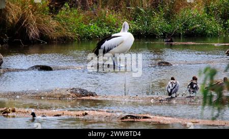 Ein australischer Pelikan mit anderen Vögeln in einem Feuchtgebiet. Shepparton, Australien Stockfoto