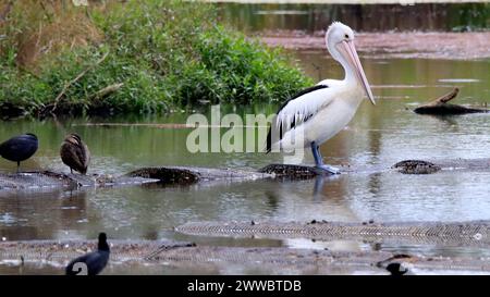 Ein australischer Pelikan mit anderen Vögeln in einem Feuchtgebiet. Shepparton, Australien Stockfoto