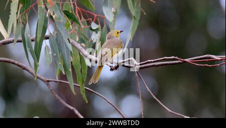 Ein weiß gefiederter Honeyeater, der auf einem Baumzweig thront. Shepparton, Australien Stockfoto