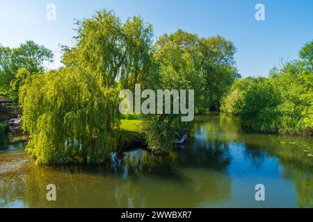 Christchurch, Großbritannien - Juni 1. 2023: Weeping Willow Tree on the Ufers of the River Avon. Stockfoto