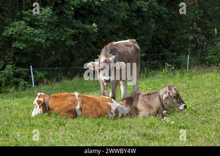 Braune Schweizer Und Fleckvieh-Rinder Auf Einer Almweide In Vorarlberg, Österreich Stockfoto