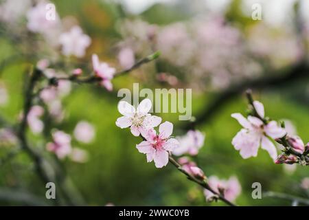 Pinkfarbene Pfirsichblüten auf Pfirsichbaum im grünen Grashintergrund, selektiver Fokus Stockfoto