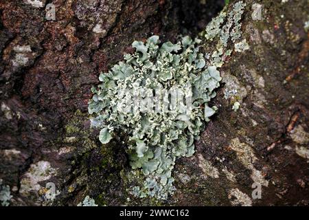 Hypogymnia physodes, Mönchsflechte, Flechten auf Bäumen, Felsen. Foliose Flechten Stockfoto
