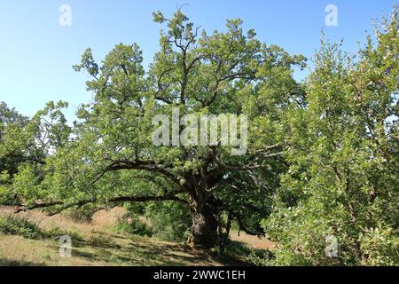 Der Nationalpark Galicica in Nordmakedonien bei Elshani Stockfoto