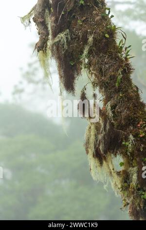 Nebelwald in den Ausläufern des Chiriqui-Hochlands im Baru-Vulkan, Panama, Zentralamerika – Stockfoto Stockfoto