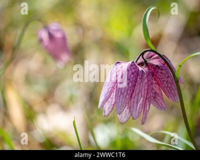 Bezaubernde Frühlingsblume Fritillaria meleagris, bekannt als Schlangenkopf, Schachblume, Froschbecher oder Fritillary in ihrem natürlichen Ökosystem, Nahaufnahme Stockfoto