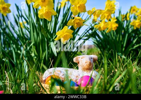 Augsburg, Bayern, Deutschland - 22. März 2024: Osterlamm in einem Osternest mit bunten Eiern auf einer grünen Wiese vor Narzissen Blumen *** Osterlamm in einem Osternest mit bunten Eiern in einer grünen Wiese vor Narzissen Blumen Stockfoto