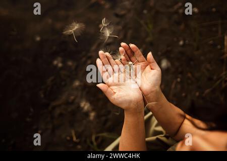 Hände einer Frau, die Löwenzahnsamen hält Stockfoto