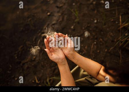 Frau, die Löwenzahnsamen mit umschellten Händen hält Stockfoto