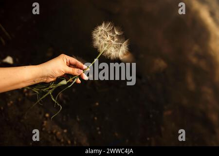 Hand einer Frau, die Löwenzahn hält Stockfoto