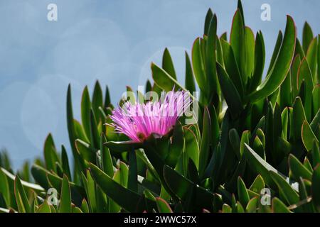 Die Blüte des Carpobrotus edulis auf einem Hintergrund des blauen Meeres Stockfoto