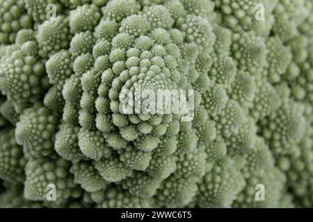 Makro eines biologischen Beispiels von Fibonacci-Spiralen und -Fraktalen in der Natur mit einem Romanesco-Blumenkohl Stockfoto