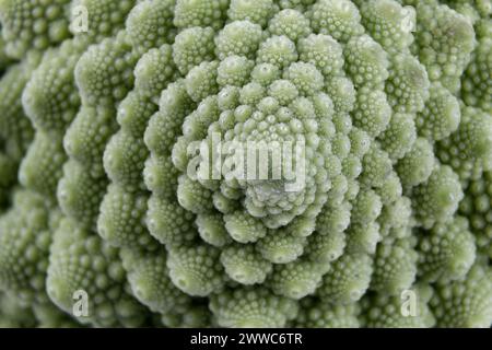 Makro eines biologischen Beispiels von Fibonacci-Spiralen und -Fraktalen in der Natur mit einem Romanesco-Blumenkohl Stockfoto