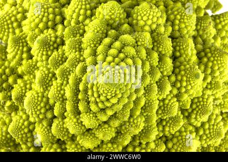 Makro eines biologischen Beispiels von Fibonacci-Spiralen und -Fraktalen in der Natur mit einem Romanesco-Blumenkohl Stockfoto