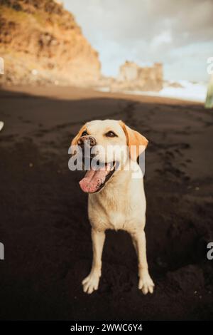 Labrador Hund steht auf schwarzem Sand am Strand Stockfoto