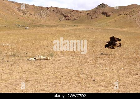 Kirgisische Adlerjäger demonstrieren die Adlerjagd Stockfoto